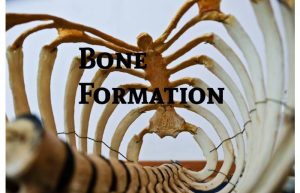 bone formation