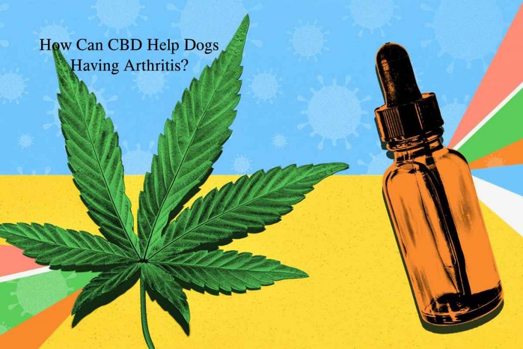 How Can CBD Help Dogs Having Arthritis