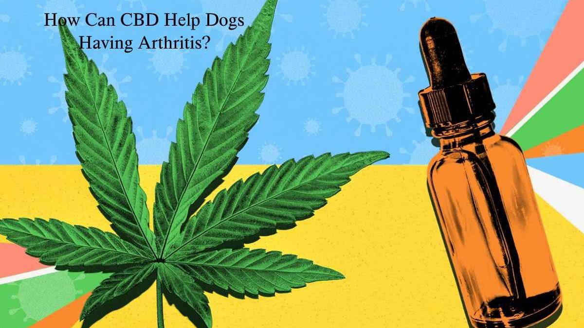 How Can CBD Help Dogs Having Arthritis?